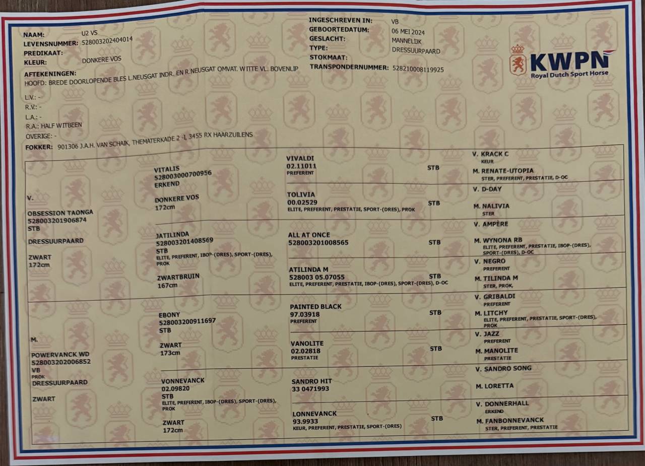 Caballo entero KWPN Caballo de Deporte Neerland&eacute;s En venta 2024 Alaz&aacute;n