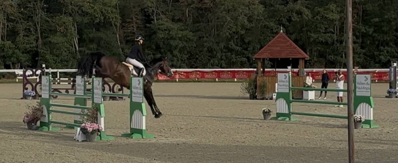 Caballo castrado KWPN Caballo de Deporte Neerland&eacute;s En venta 2018 Bayo moreno