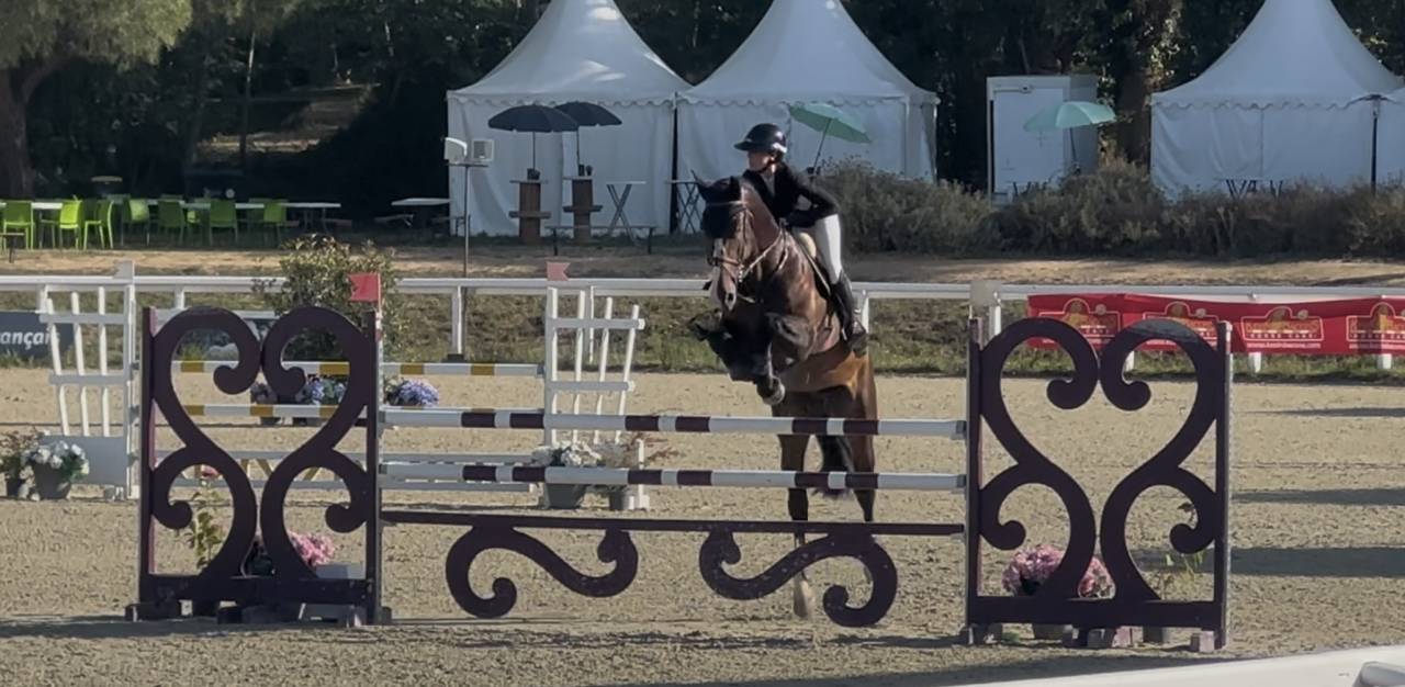 Caballo castrado KWPN Caballo de Deporte Neerland&eacute;s En venta 2018 Bayo moreno