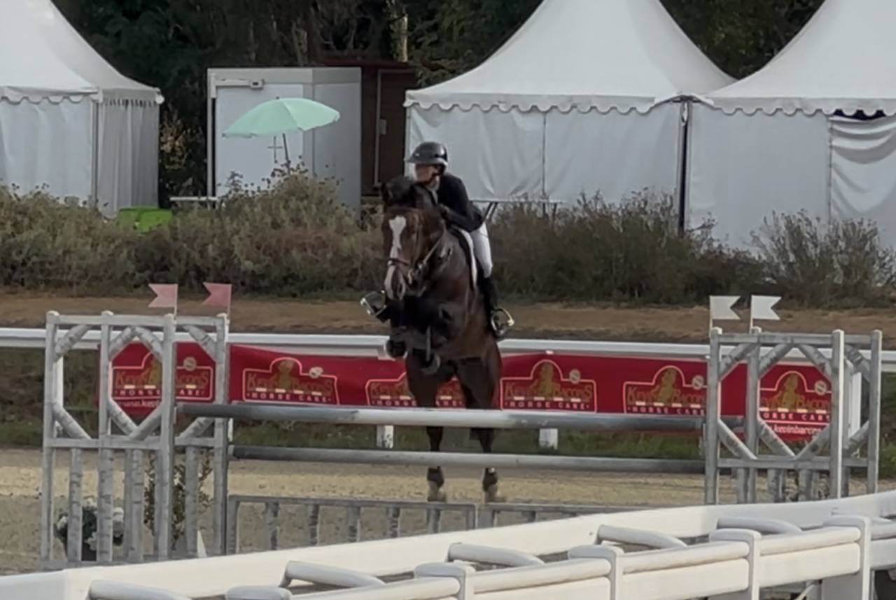 Caballo castrado KWPN Caballo de Deporte Neerland&eacute;s En venta 2018 Bayo moreno