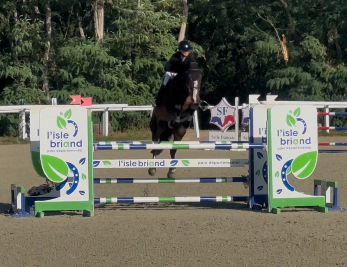 Caballo castrado KWPN Caballo de Deporte Neerland&eacute;s En venta 2018 Bayo moreno
