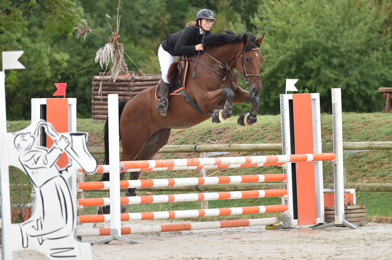 Yegua BWP Caballo de Sangre Belga En venta 2016 Bayo por Prince van de Wolfsakker