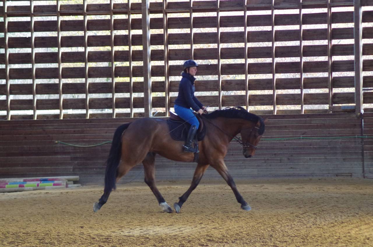 Yegua BWP Caballo de Sangre Belga En venta 2016 Bayo por Prince van de Wolfsakker