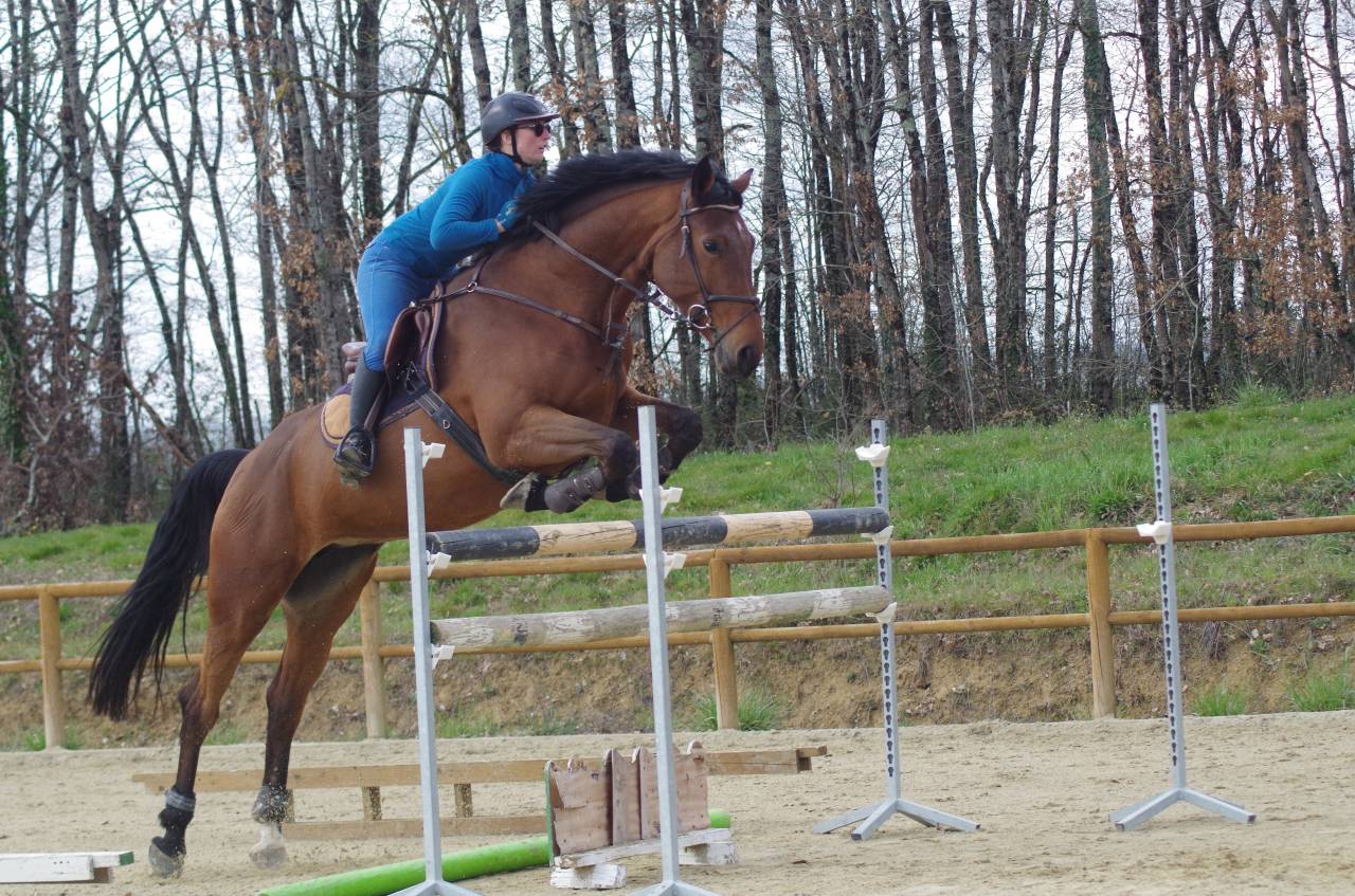 Yegua BWP Caballo de Sangre Belga En venta 2016 Bayo por Prince van de Wolfsakker