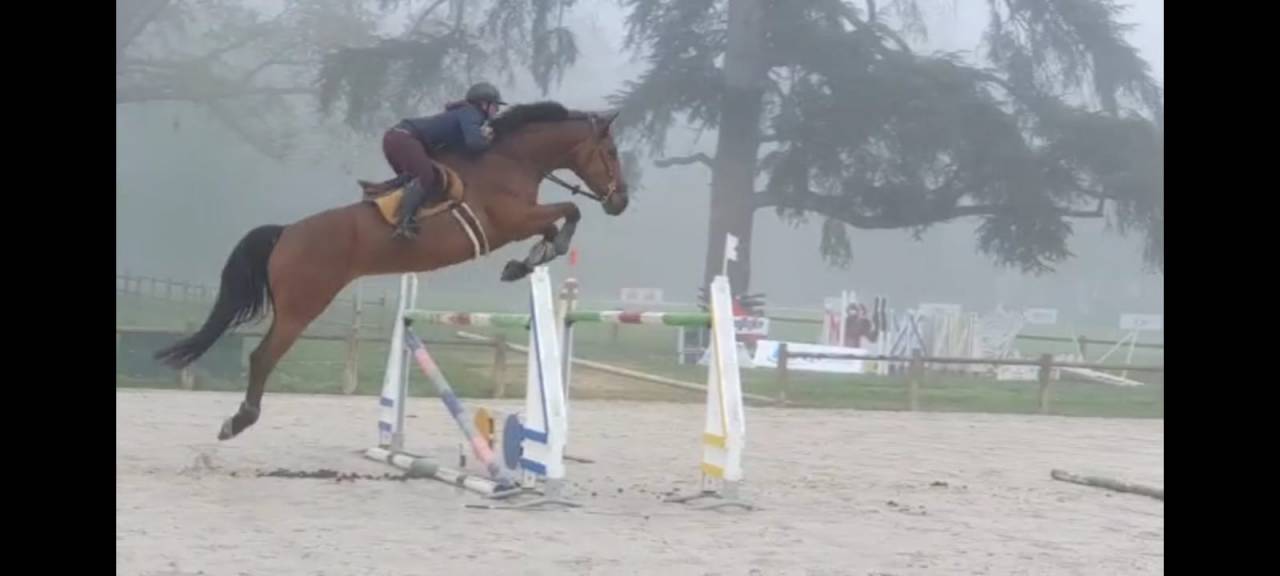 Yegua BWP Caballo de Sangre Belga En venta 2016 Bayo por Prince van de Wolfsakker