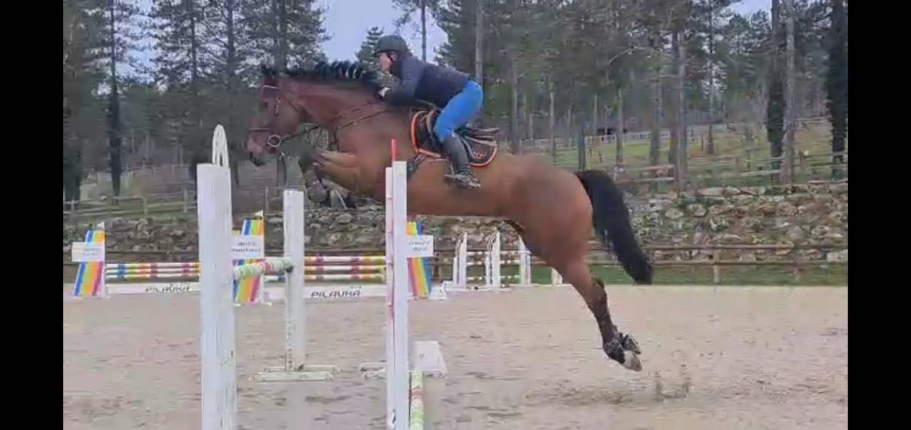 Yegua BWP Caballo de Sangre Belga En venta 2016 Bayo por Prince van de Wolfsakker