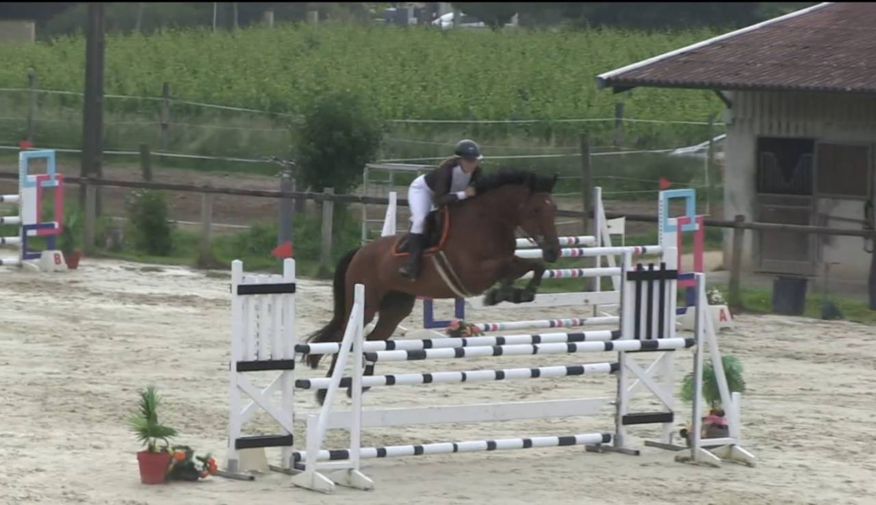 Yegua BWP Caballo de Sangre Belga En venta 2016 Bayo por Prince van de Wolfsakker