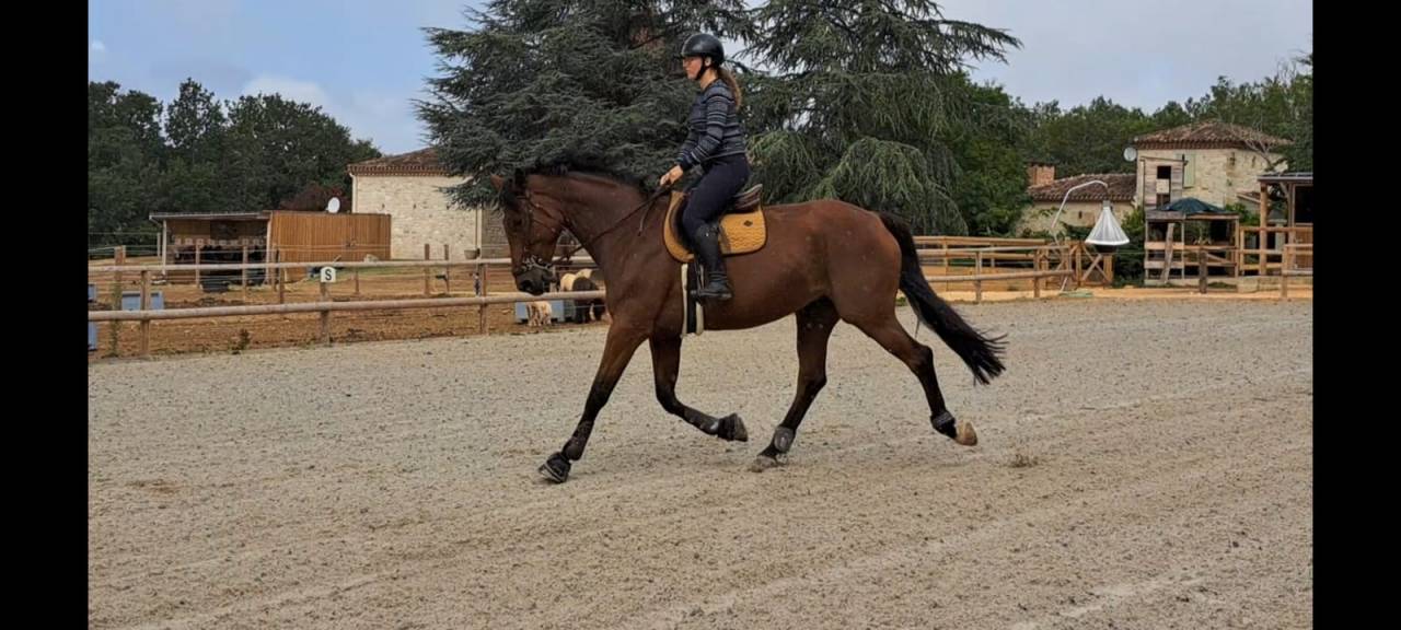 Yegua BWP Caballo de Sangre Belga En venta 2016 Bayo por Prince van de Wolfsakker