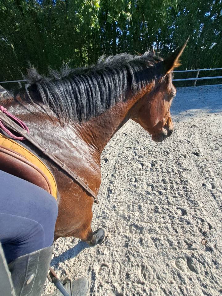 Yegua BWP Caballo de Sangre Belga En venta 2016 Bayo por Prince van de Wolfsakker