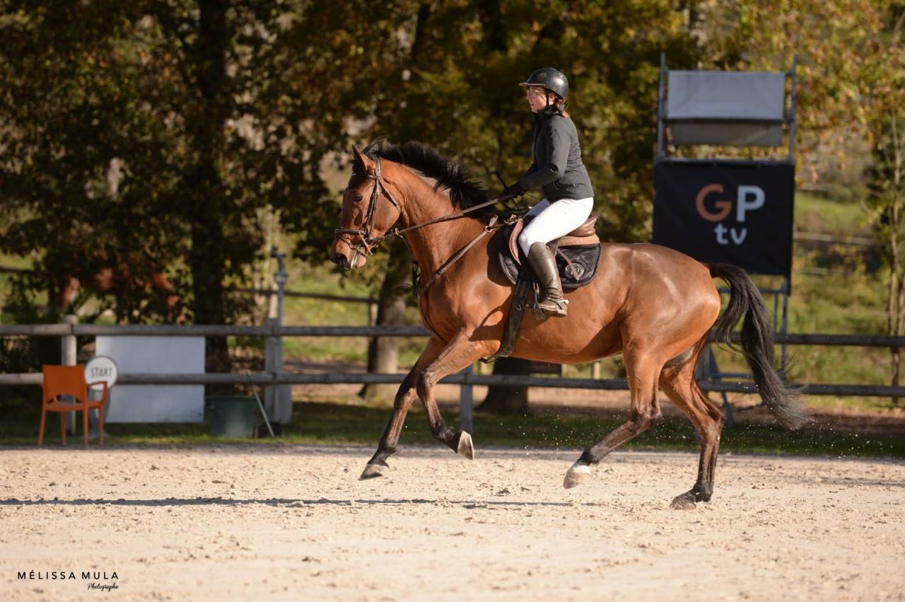 Yegua BWP Caballo de Sangre Belga En venta 2016 Bayo por Prince van de Wolfsakker