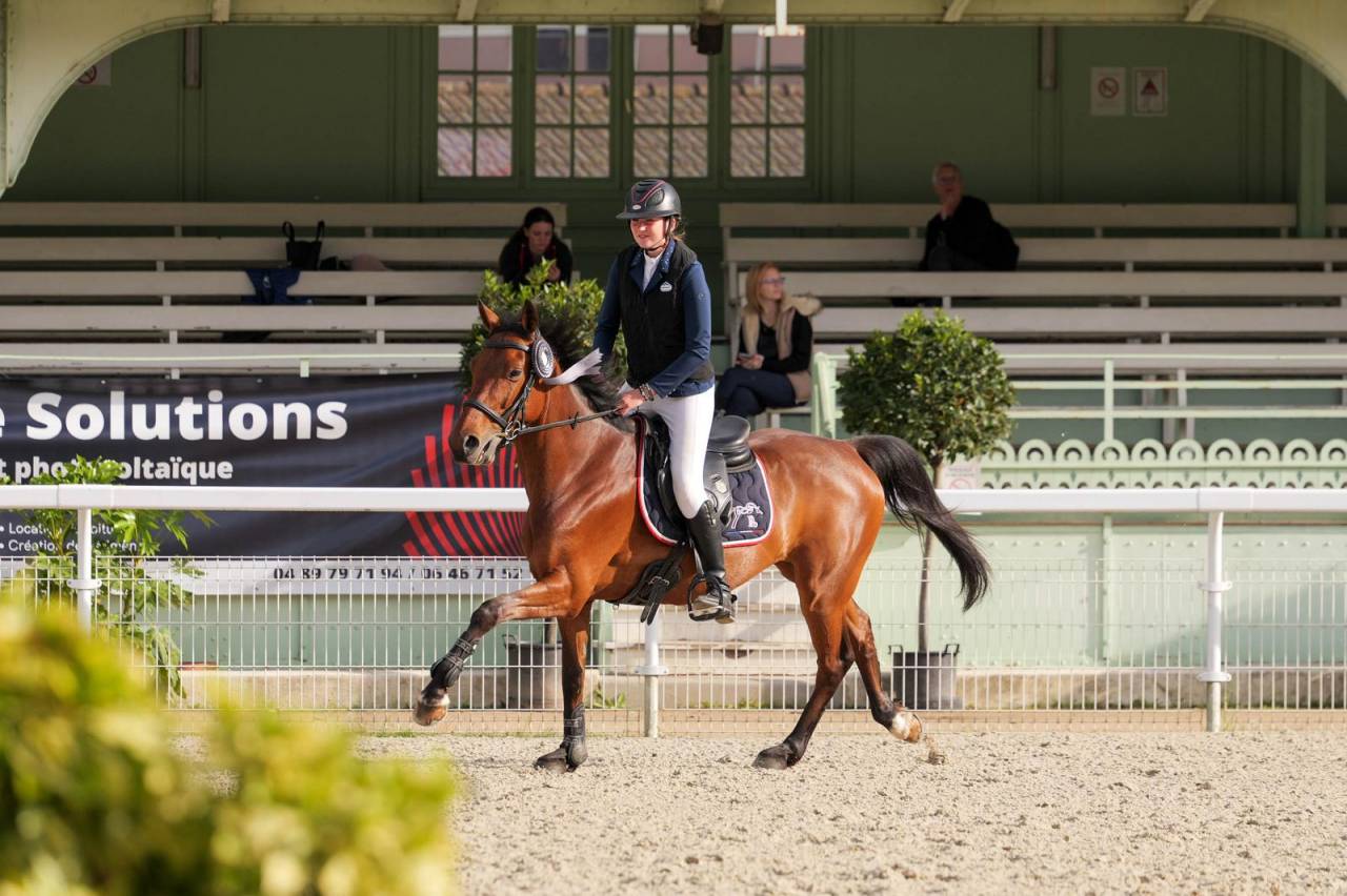 Caballo castrado Zangersheide En venta 2018 Bayo por Windbreaker H