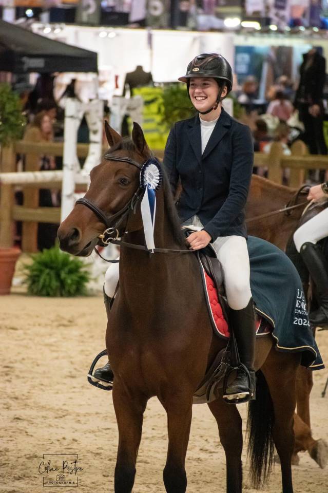 Caballo castrado Zangersheide En venta 2018 Bayo por Windbreaker H