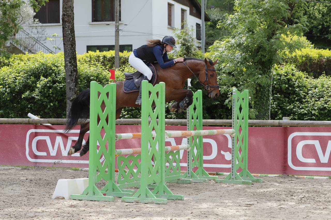 Caballo castrado Zangersheide En venta 2018 Bayo por Windbreaker H