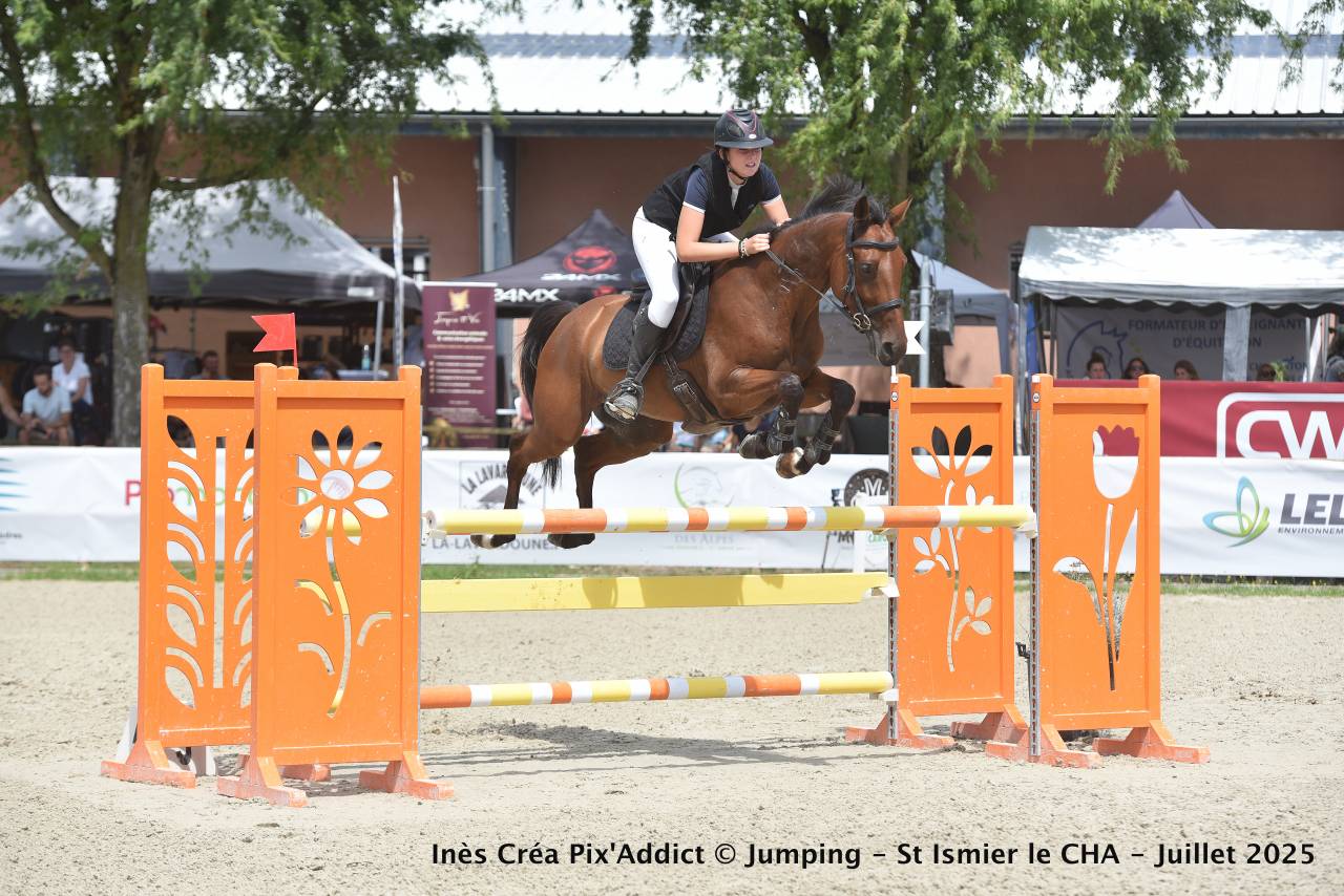 Caballo castrado Zangersheide En venta 2018 Bayo por Windbreaker H
