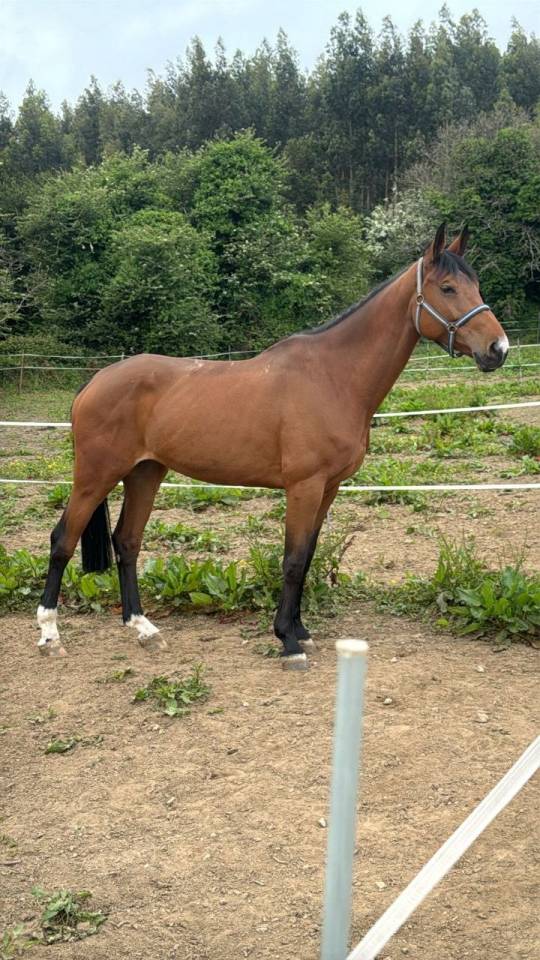 Yegua de salto