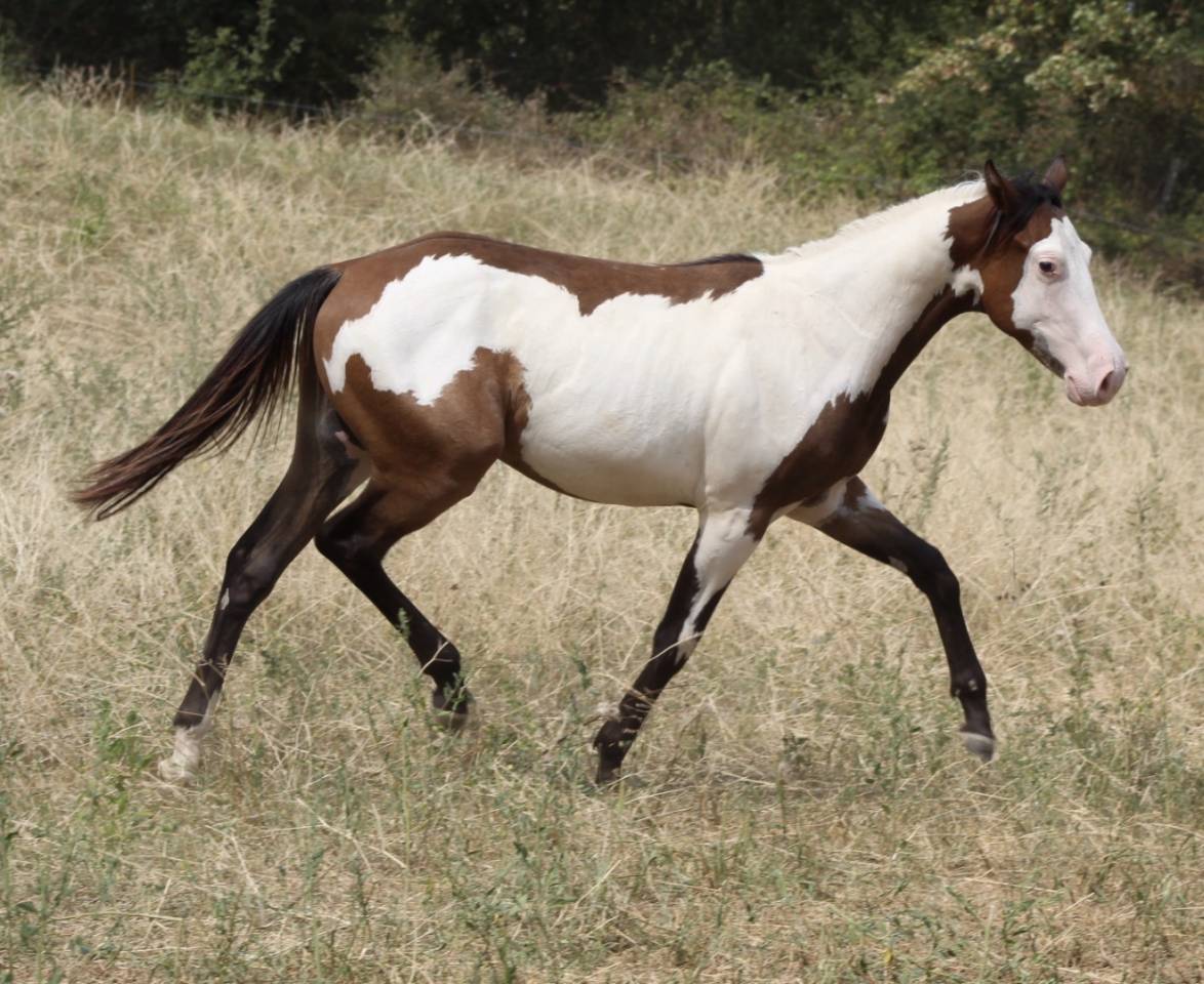 Caballo castrado Paint Horse En venta 2025 Overo por Farwest dela lande