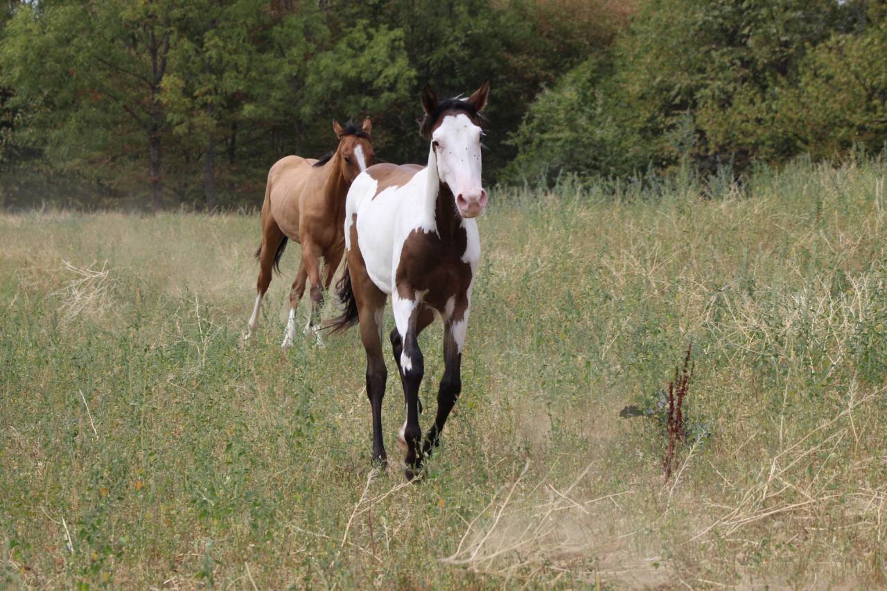 Caballo castrado Paint Horse En venta 2025 Overo por Farwest dela lande