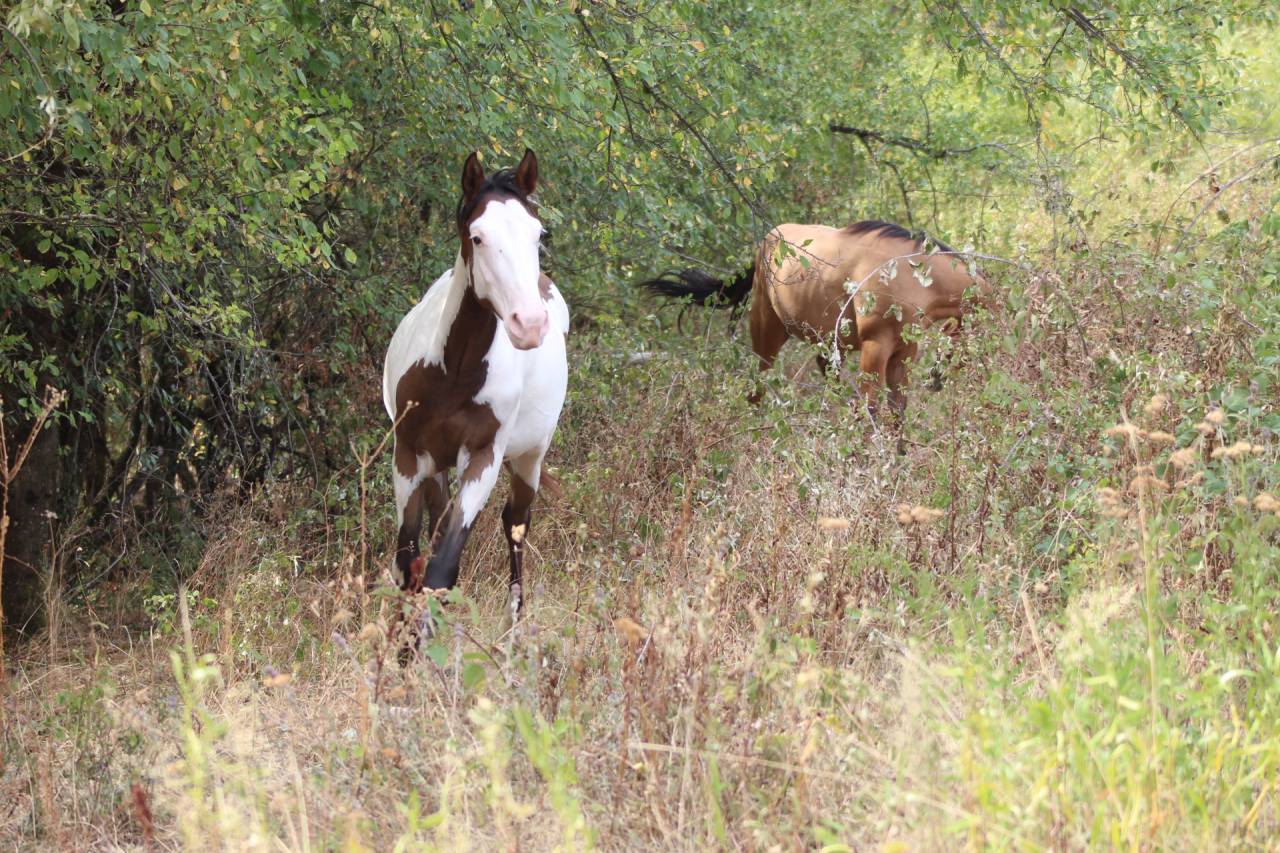 Caballo castrado Paint Horse En venta 2025 Overo por Farwest dela lande