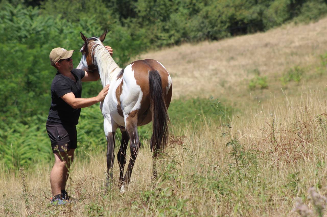 Caballo castrado Paint Horse En venta 2025 Overo por Farwest dela lande