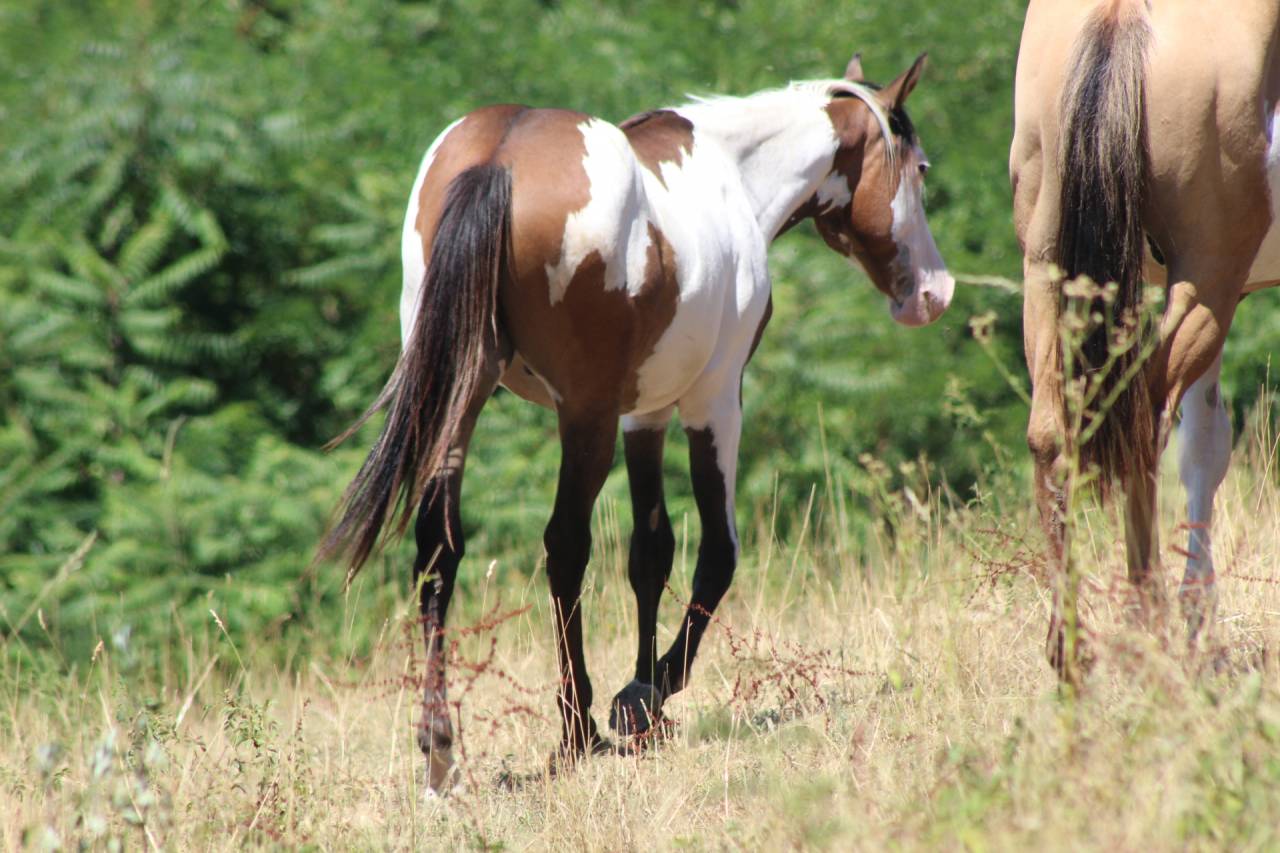 Caballo castrado Paint Horse En venta 2025 Overo por Farwest dela lande