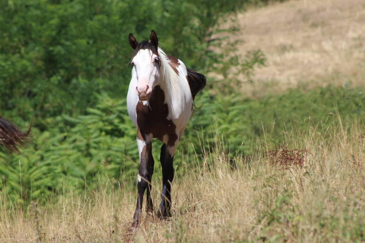 Caballo castrado Paint Horse En venta 2025 Overo por Farwest dela lande