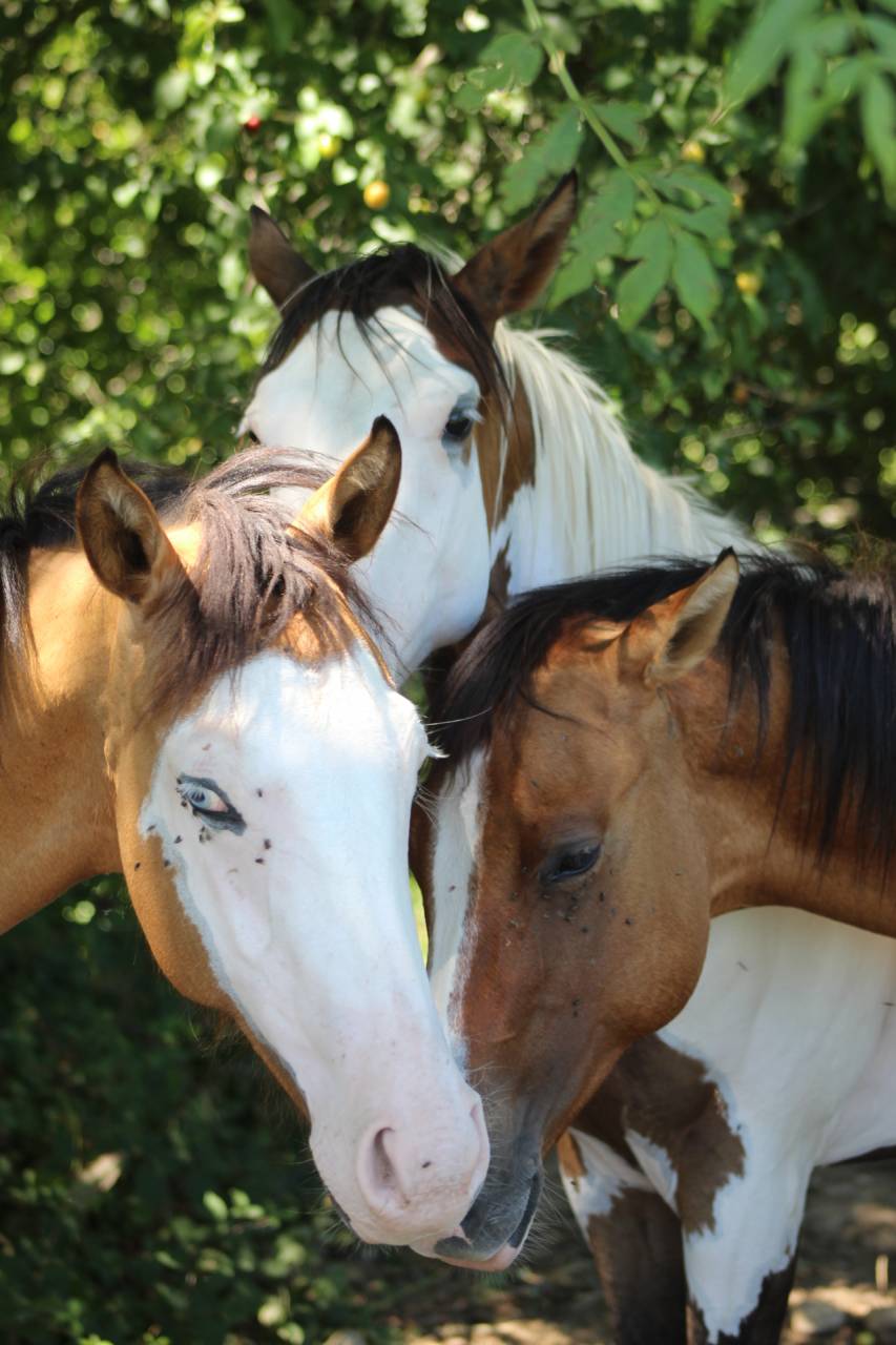 Caballo castrado Paint Horse En venta 2025 Overo por Farwest dela lande