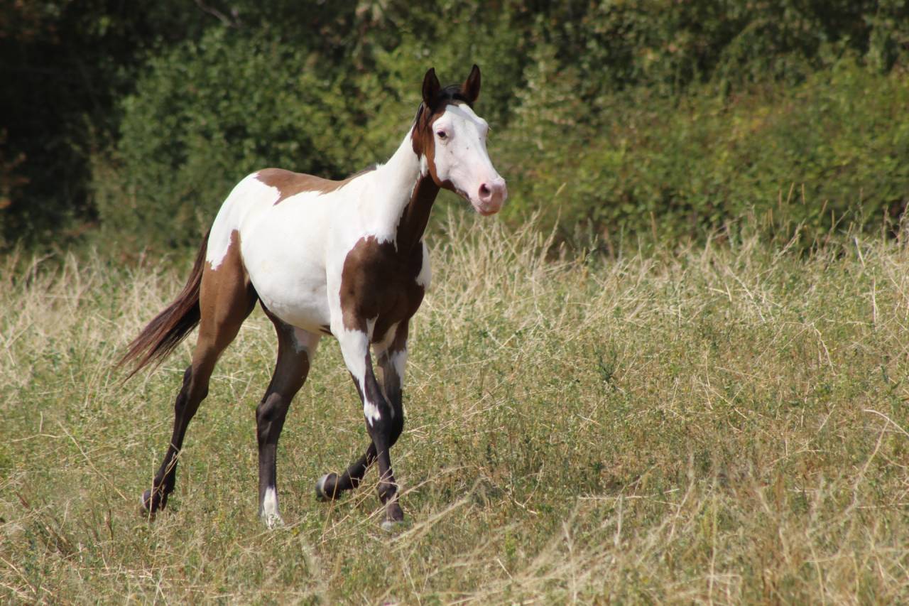 Caballo castrado Paint Horse En venta 2025 Overo por Farwest dela lande