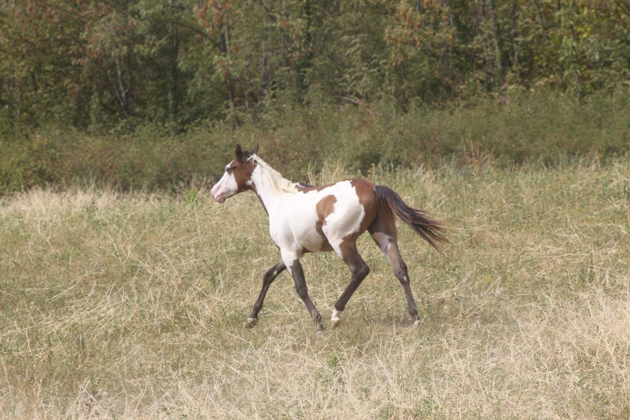 Caballo castrado Paint Horse En venta 2025 Overo por Farwest dela lande