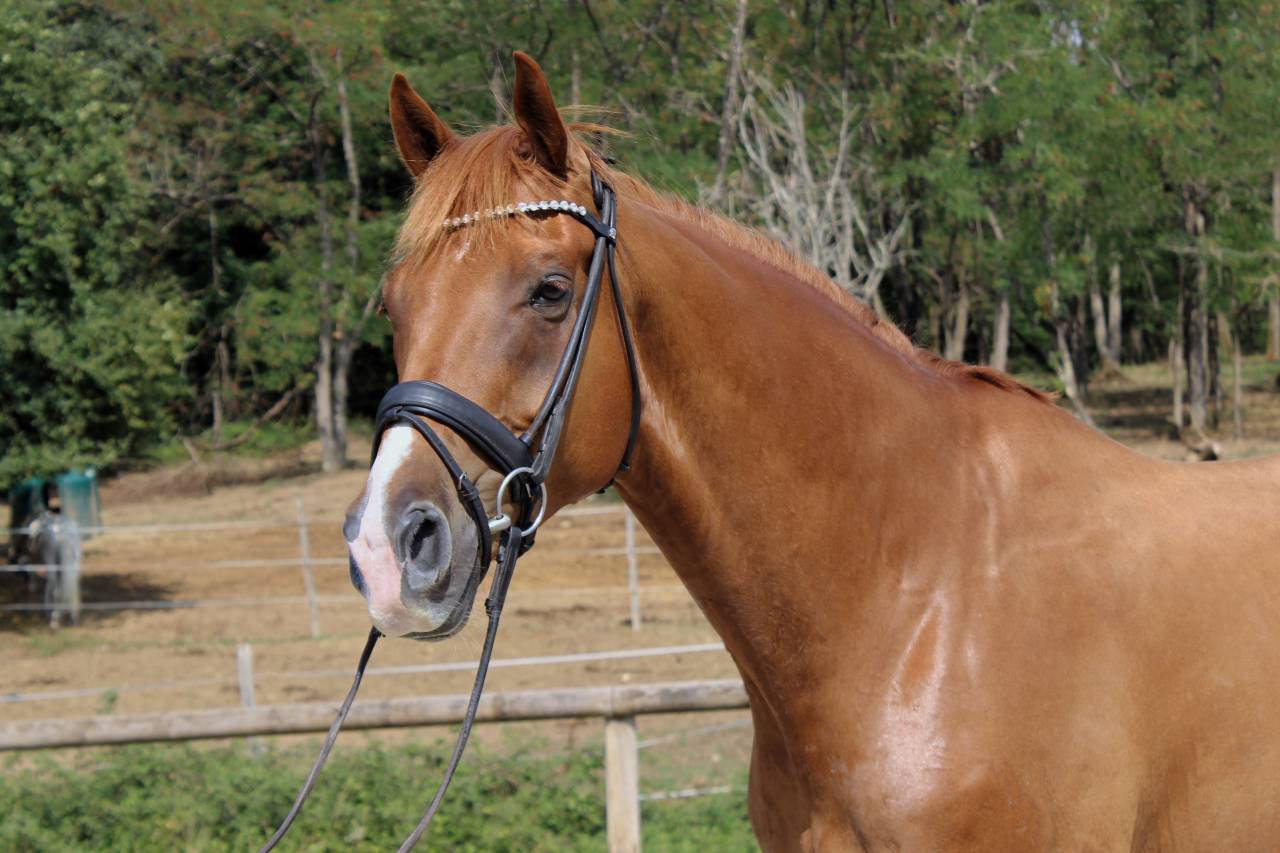 Caballo castrado Oldenburgu&eacute;s En venta 2018 Alaz&aacute;n por Sezuan