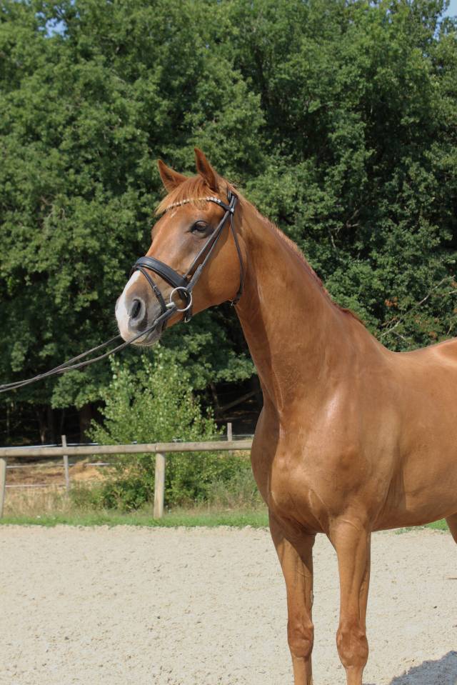 Caballo castrado Oldenburgu&eacute;s En venta 2018 Alaz&aacute;n por Sezuan
