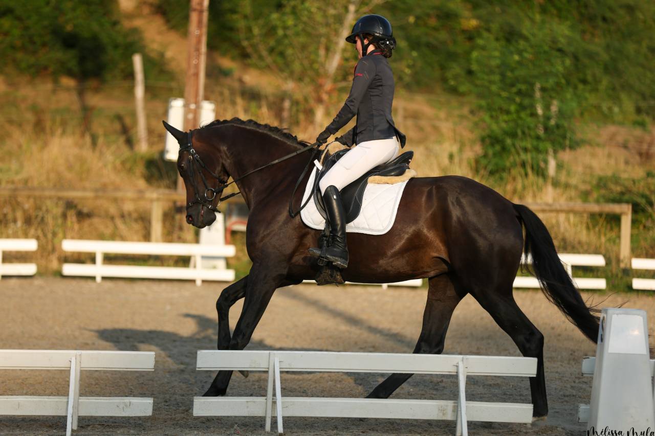 Yegua KWPN Caballo de Deporte Neerland&eacute;s En venta 2020 Negro por Le Formidable