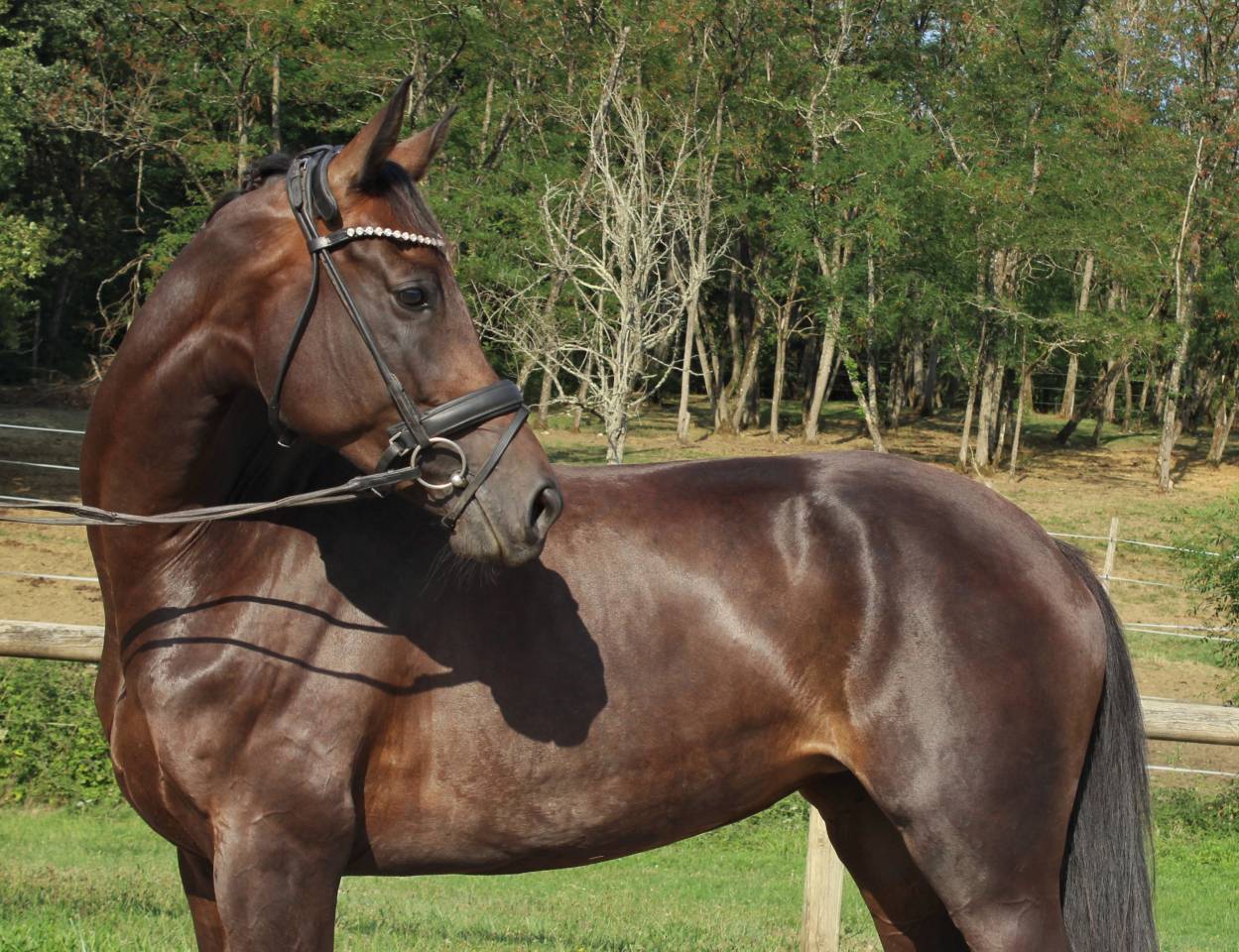 Yegua KWPN Caballo de Deporte Neerland&eacute;s En venta 2020 Negro por Le Formidable