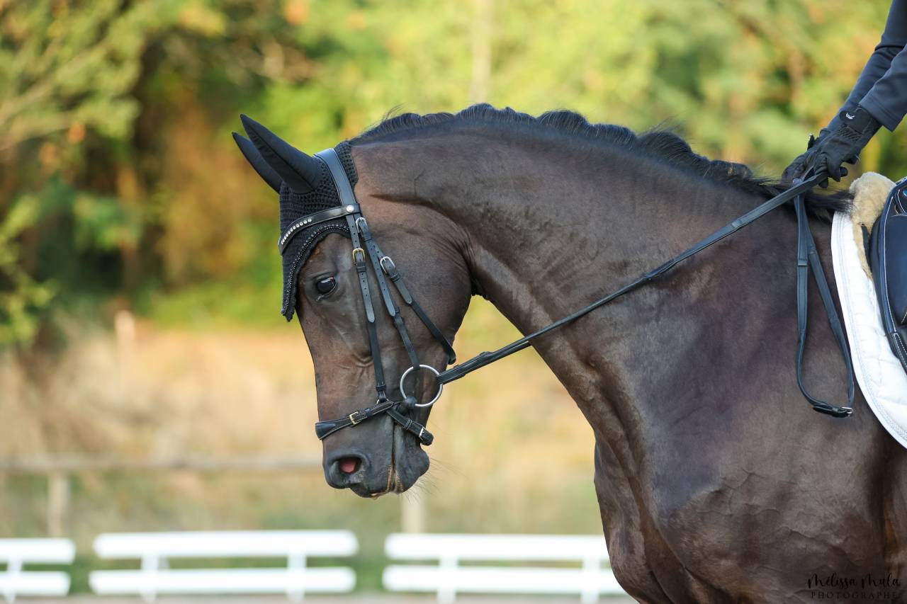 Yegua KWPN Caballo de Deporte Neerland&eacute;s En venta 2020 Negro por Le Formidable