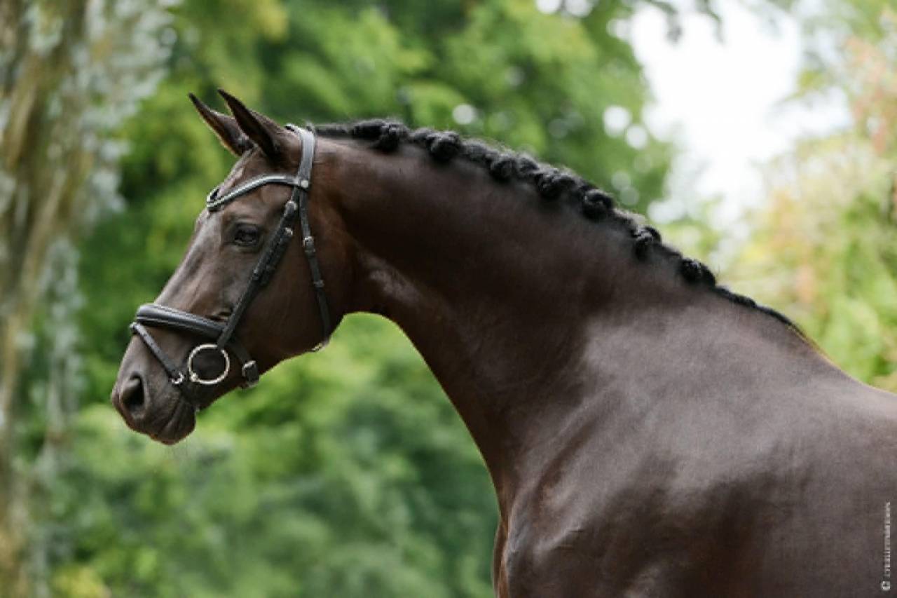 Yegua Caballo de Deporte Alem&aacute;n En venta 2014 Negro