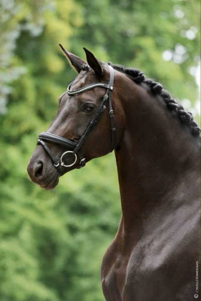 Yegua Caballo de Deporte Alem&aacute;n En venta 2014 Negro