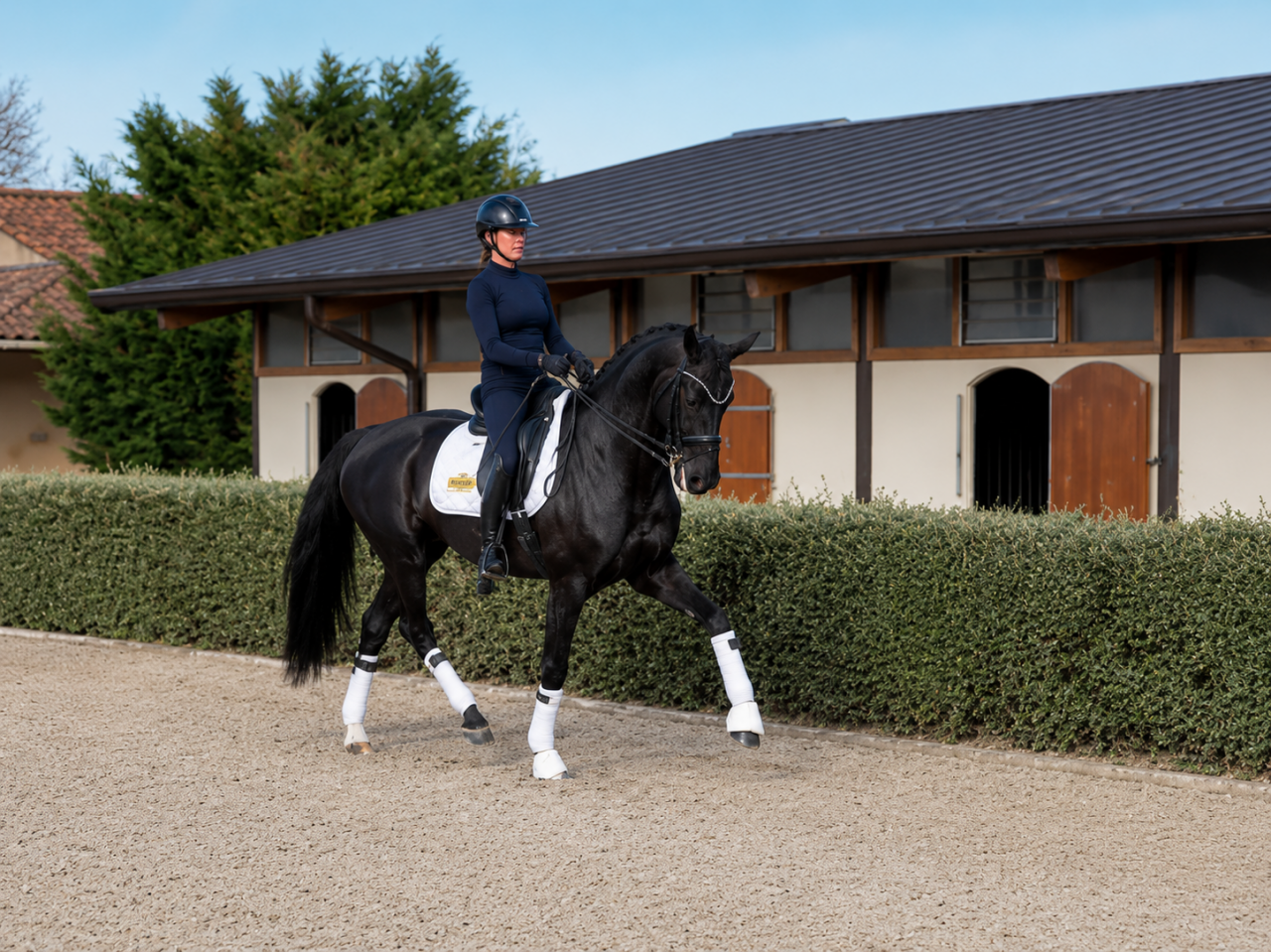 Yegua Caballo de Deporte Alem&aacute;n En venta 2014 Negro