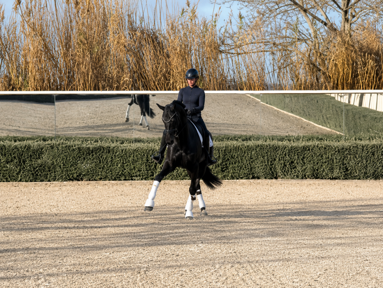 Yegua Caballo de Deporte Alem&aacute;n En venta 2014 Negro