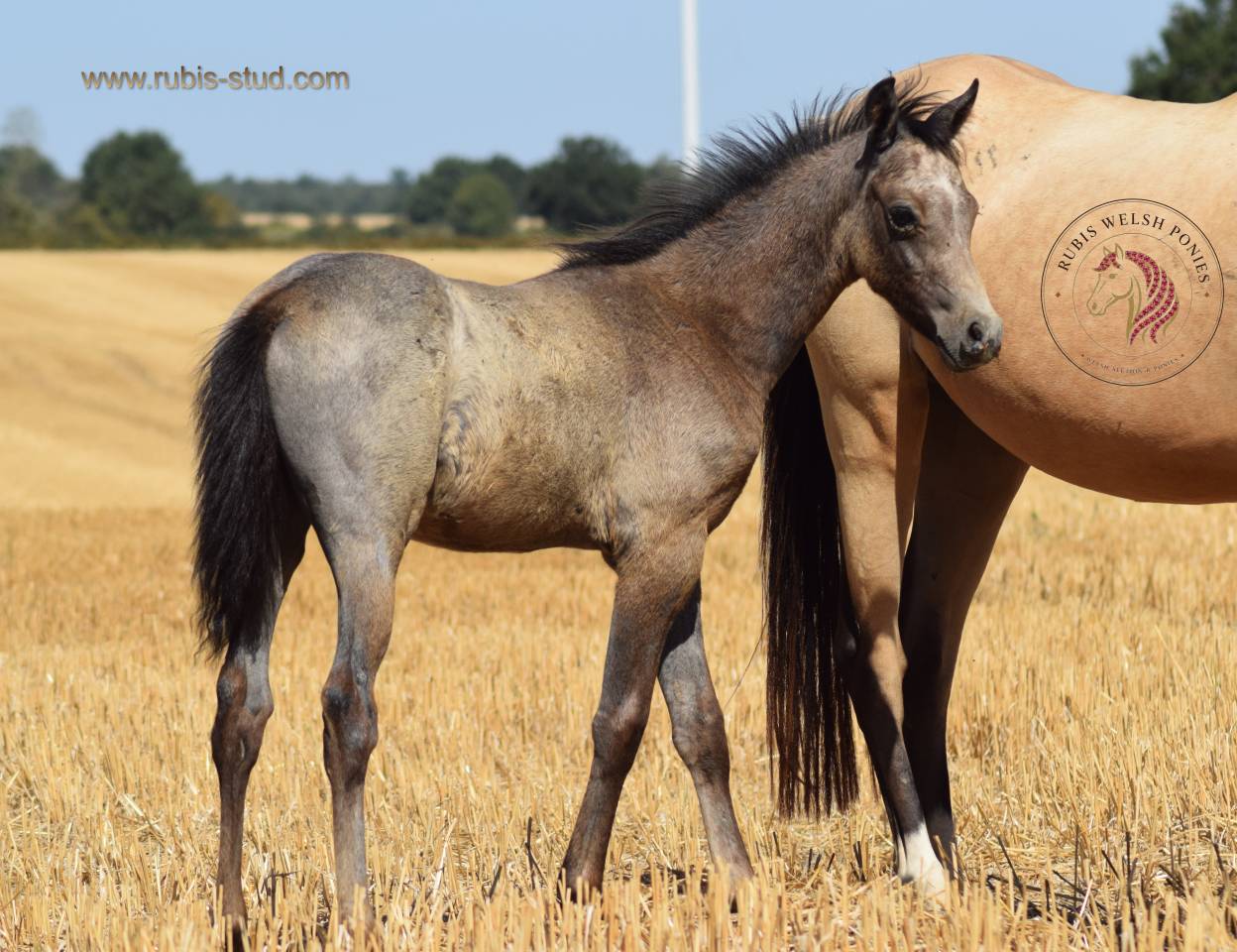 Yegua Welsh Poni (Secci&oacute;n B) En venta 2023 Isabelo