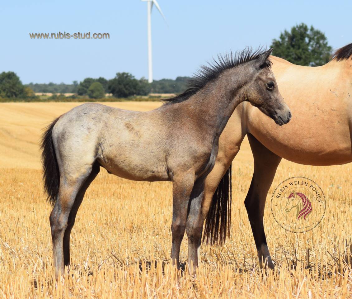 Yegua Welsh Poni (Secci&oacute;n B) En venta 2023 Isabelo