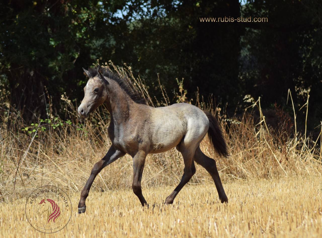 Yegua Welsh Poni (Secci&oacute;n B) En venta 2023 Isabelo