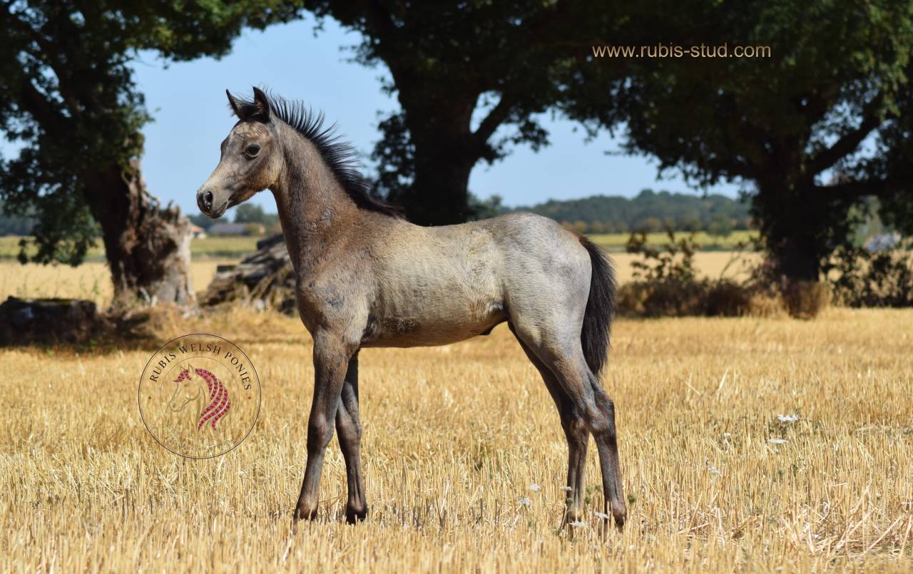 Yegua Welsh Poni (Secci&oacute;n B) En venta 2023 Isabelo
