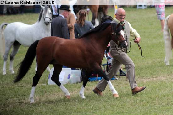 Yegua Welsh Poni (Secci&oacute;n B) En venta 2023 Isabelo
