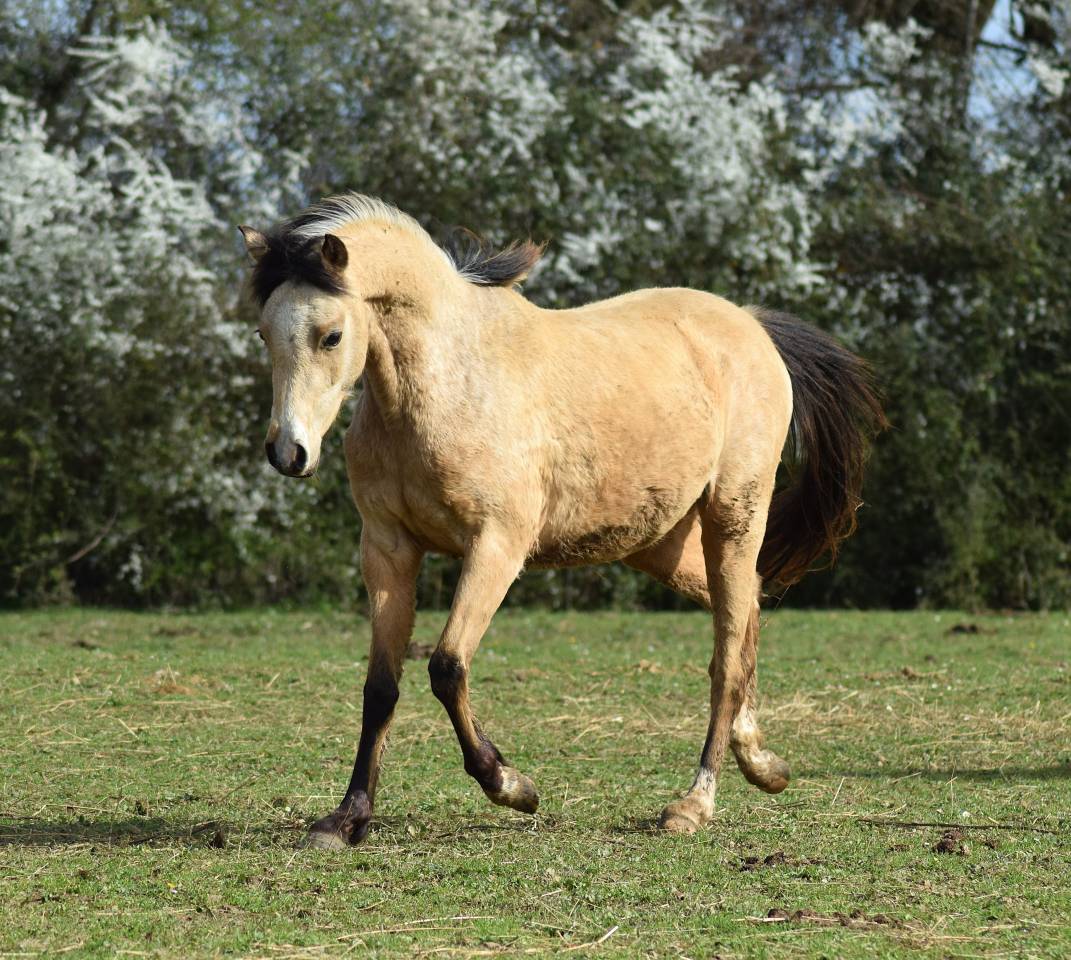 Yegua Welsh Poni (Secci&oacute;n B) En venta 2023 Isabelo