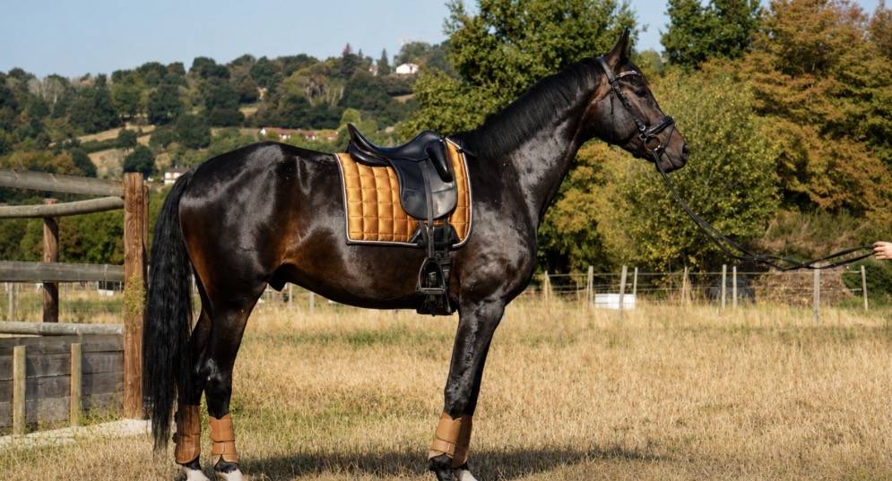 Caballo castrado Silla Franc&eacute;s En venta 2020 Bayo moreno