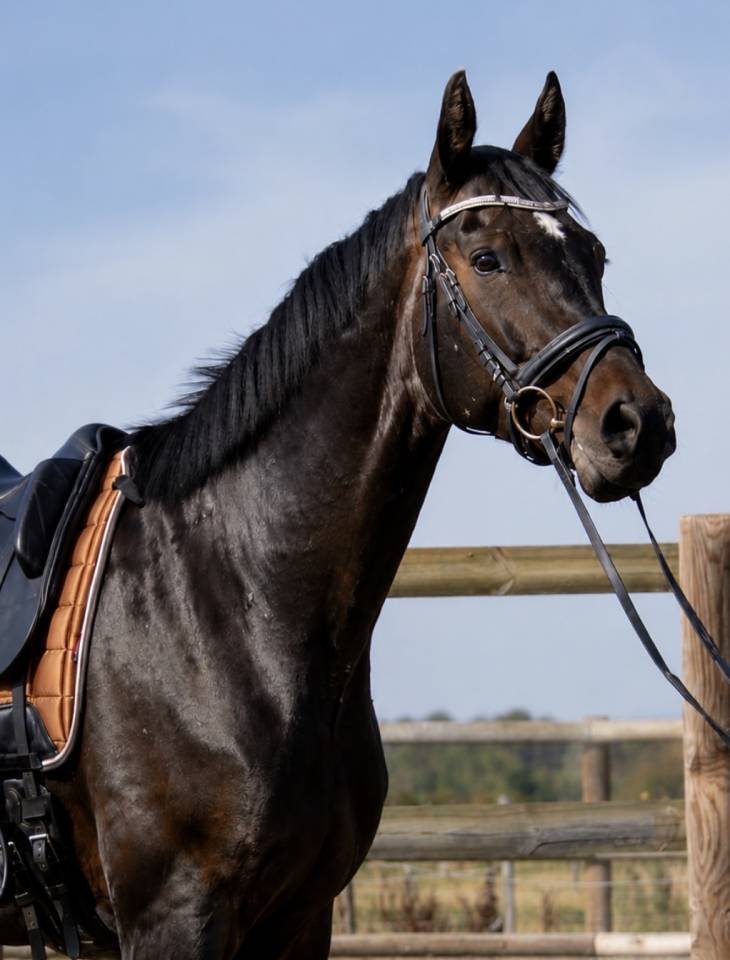 Caballo castrado Silla Franc&eacute;s En venta 2020 Bayo moreno