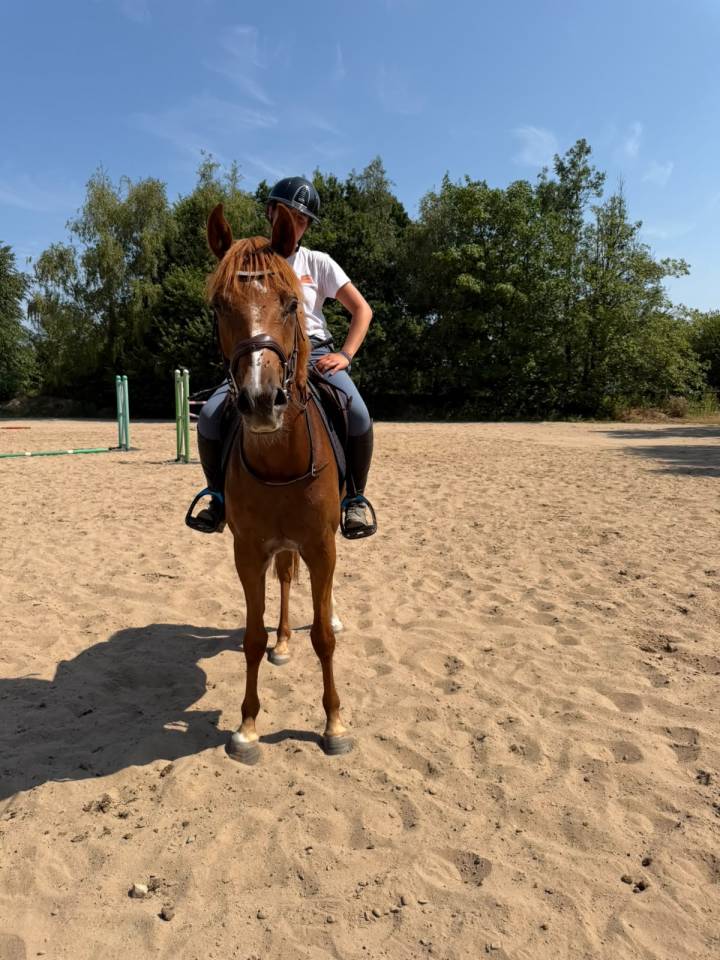 Caballo castrado Anglo-Arabe En venta 2023 Alaz&aacute;n por Jazz de Marjolaine (AR)