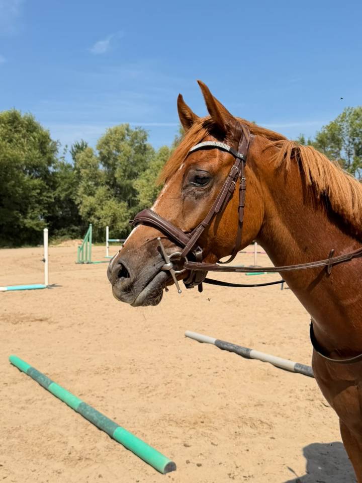 Caballo castrado Anglo-Arabe En venta 2023 Alaz&aacute;n por Jazz de Marjolaine (AR)