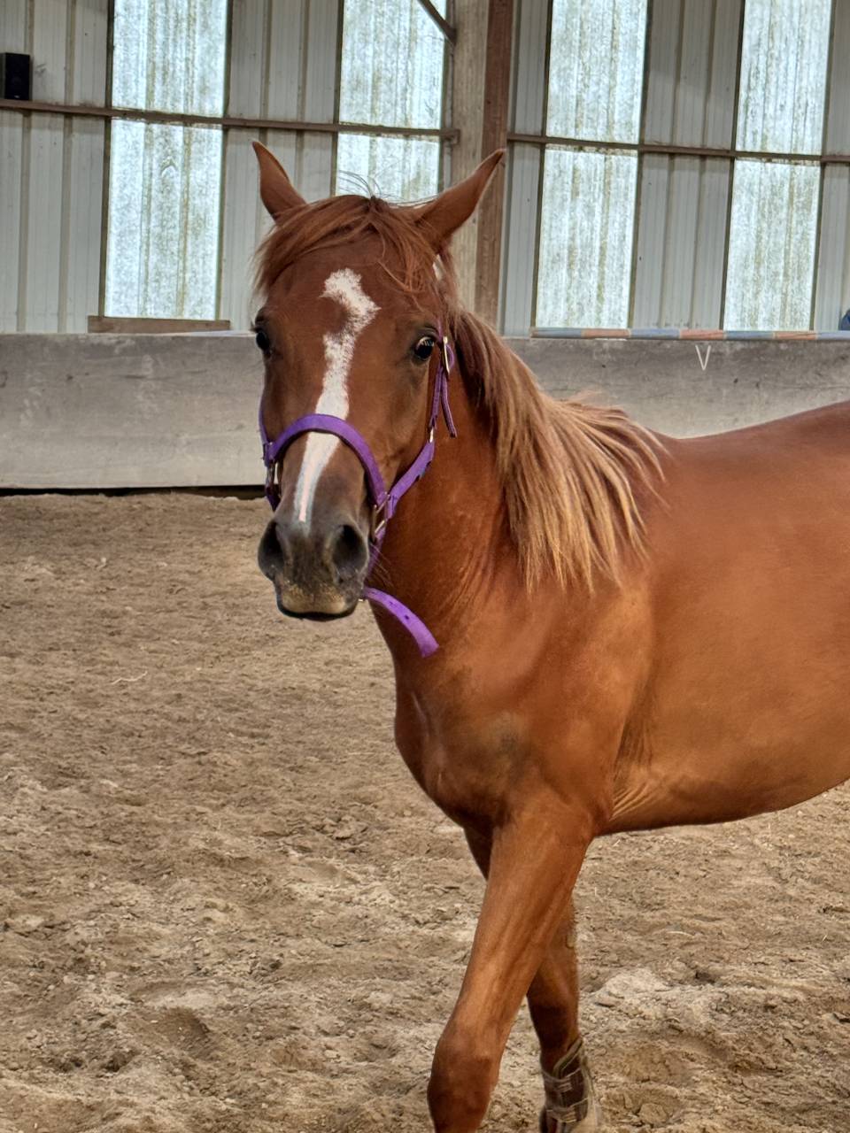 Caballo castrado Anglo-Arabe En venta 2023 Alaz&aacute;n por Jazz de Marjolaine (AR)