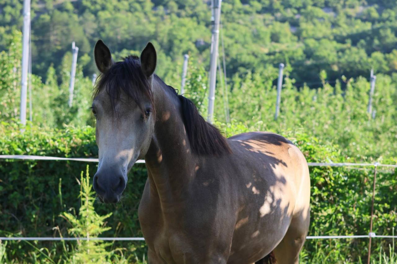 Yegua PFS Poni Fran&ccedil;&eacute;s de Silla En venta 2024 Isabelo
