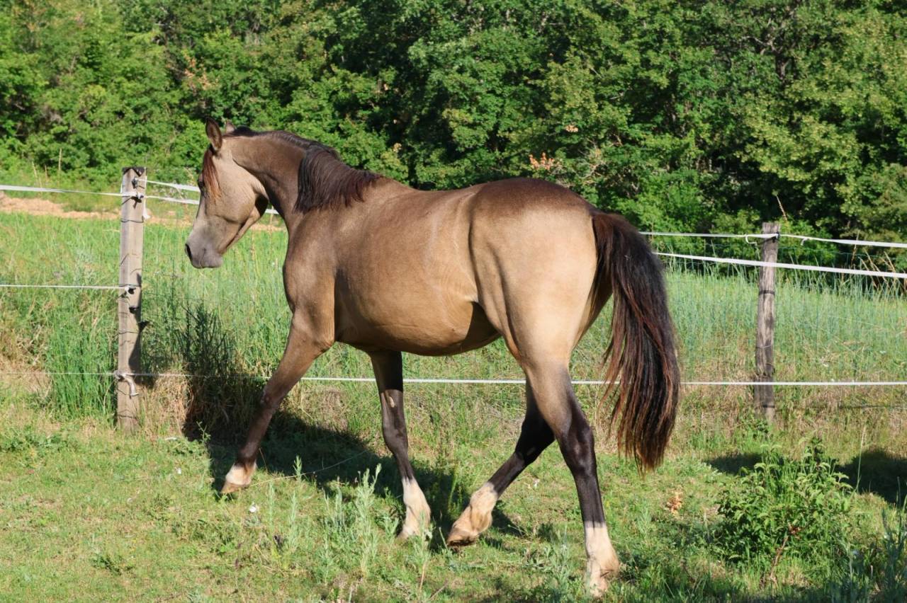 Yegua PFS Poni Fran&ccedil;&eacute;s de Silla En venta 2024 Isabelo